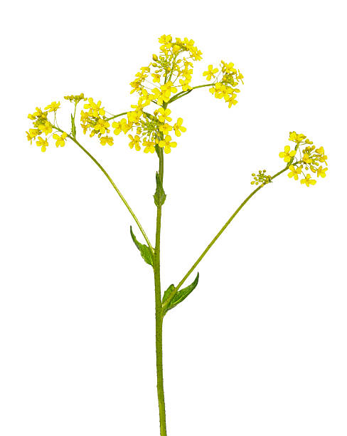 istock Barbarea vulgaris flower isolated on white background 540491312