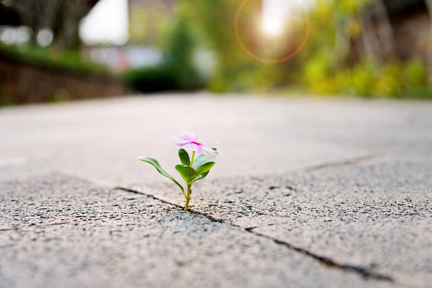 istock Wild flower growing through crack in the  tiled pavement 540492358
