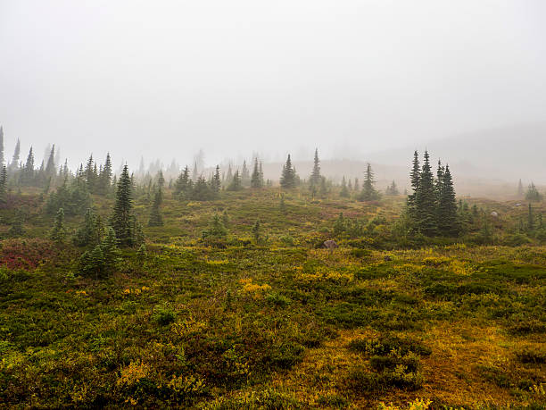istock Paradise Meadows Mt. Rainier National Park 540492842