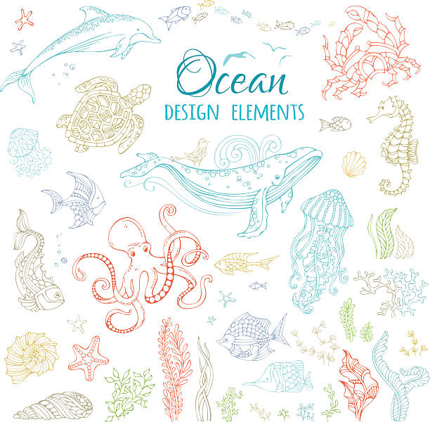 Vector set of ocean animals and plants. Colourful contours isolated on white. Whale, octopus, dolphin, turtle, fish, starfish, crab, shell, jellyfish, seahorse, seaweed. Underwater sea life. marine life stock illustrations