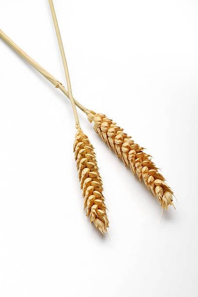 istock Two mature Ears of wheat 540493114