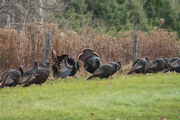 istock Group of wild turkeys in a field 540494180