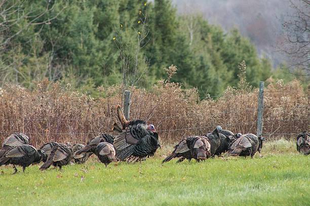 istock Group of wild turkeys - male profile 540494226