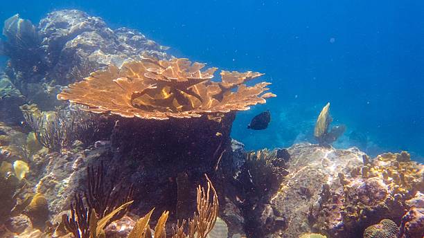 elkhorn coral with fish in sunlight - acropora palmata stockfoto's en -beelden