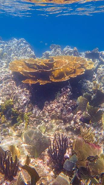 elkhorn coral on healthy reef - acropora palmata stockfoto's en -beelden