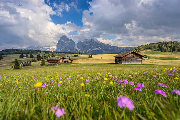 istock Spring colors on the Alpe di Siusi/Seiser Alm 540494964