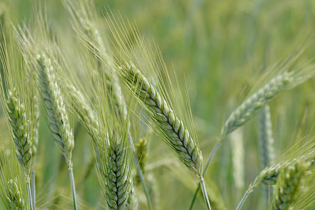 istock Ears of wheat in the field 540495986
