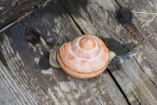 On wooden snail