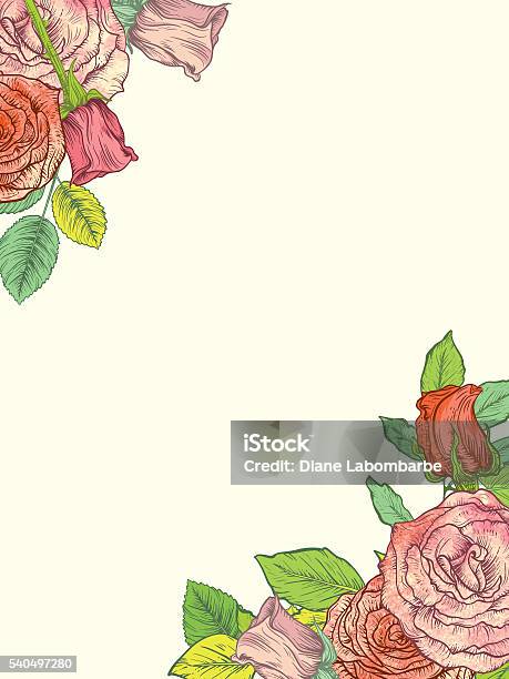 Botanical Roses In Top Left Corner And Bottom Right Stock Illustration - Download Image Now