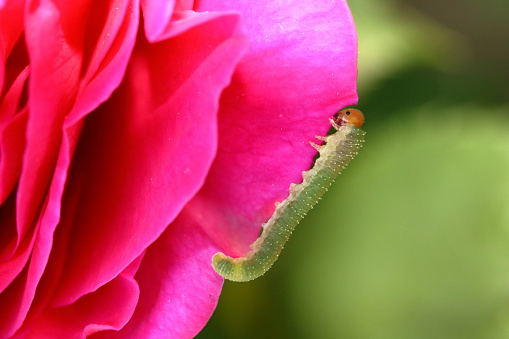 A fat green Sawfly Larvae commonly known as a Rose Slug devours a petal of my pink rose.