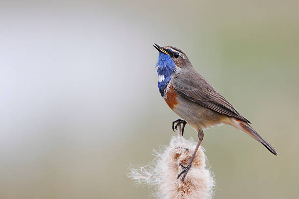 istock Bluethroat (Luscinia svecica) sitting in reed, the Netherlands 540497842