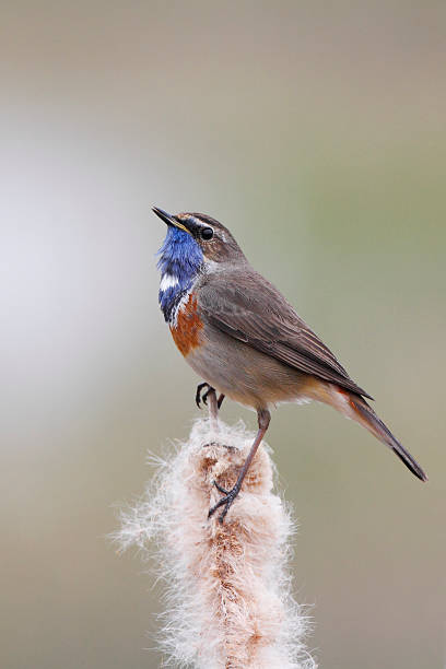 istock Bluethroat (Luscinia svecica) sitting in reed, the Netherlands 540497872