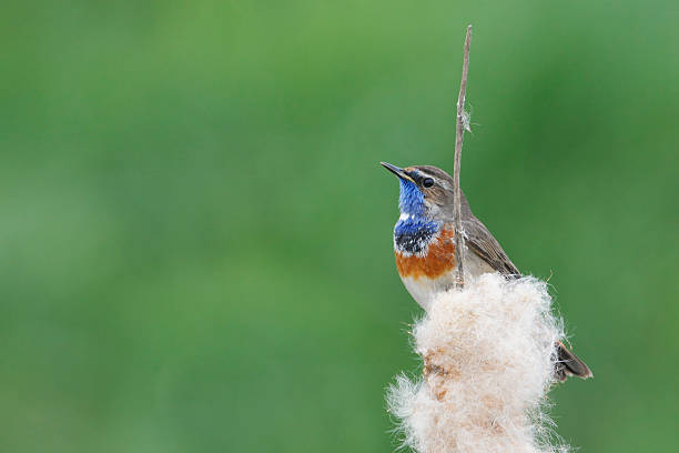 istock Bluethroat (Luscinia svecica) sitting in reed, the Netherlands 540497890