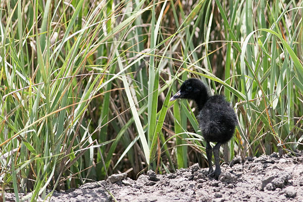 istock Clapper rail (Rallus crepitans) young chick, Bolivar Peninsula, Texas, USA 540498068