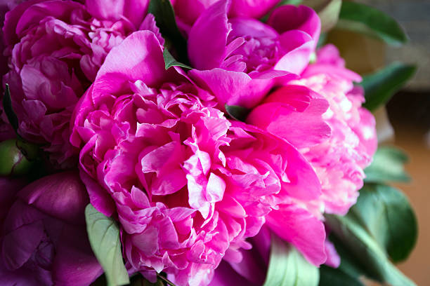 istock pink peonies on wooden background 540498426