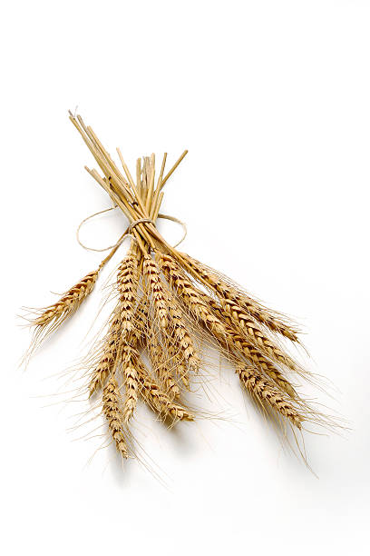 istock Mature Ears of wheat 540499992