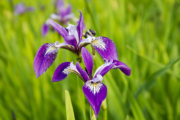 istock Colored flowered irises in the grass 540500180