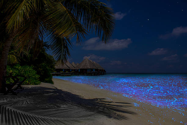 Fluorescent plankton in the Maldives - Indian Ocean stock photo