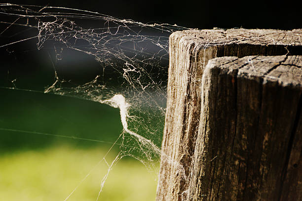 snail spider