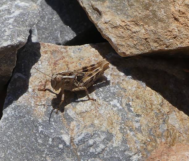 istock Solitary Locust in Crete 1 540500800