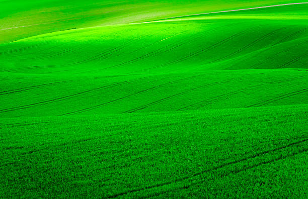 istock Green wavy hills in South Moravia 540501672