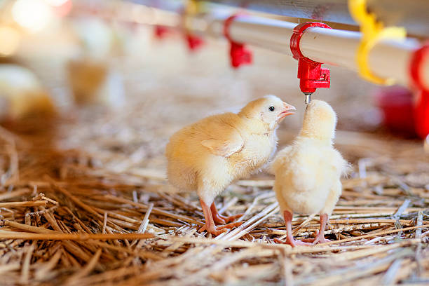 Baby chickens at the farm drinking water Chicken at farm. Shallow DOF. Developed from RAW; retouched with special care and attention; Small amount of grain added for best final impression. 16 bit Adobe RGB color profile. hatchery stock pictures, royalty-free photos & images