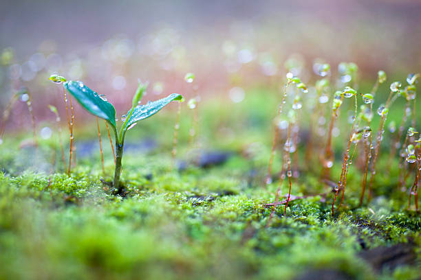 Green sprout growing Green sprout growing condensation photos stock pictures, royalty-free photos & images