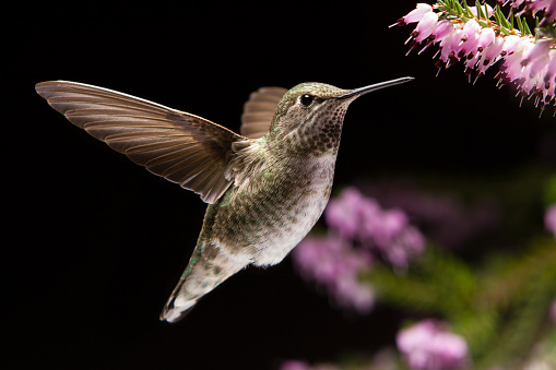 This is a photograph of a hummingbird visits heather flowers in black background.