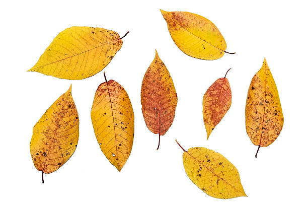 istock Autumn leaves isolated on a white background 540504782