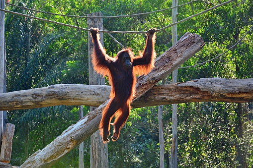 Orangutan swinging in the jungle of Sabah Borneo, Malaysia