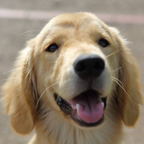 istock Golden Retriever Extreme Close-up 540505860
