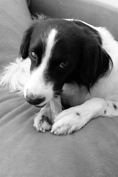istock Black and White Dog Holding Dog Chew 540505918