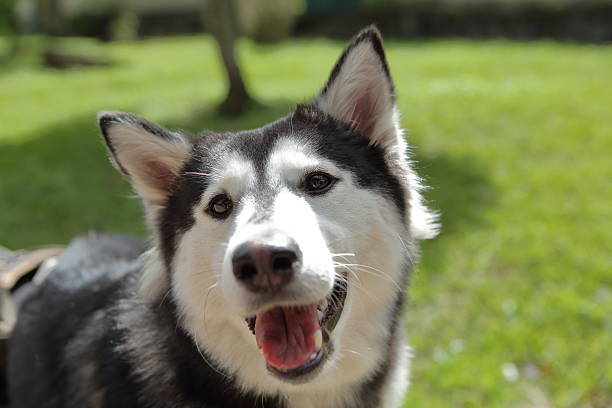 istock Siberian Husky Close-up 540506264