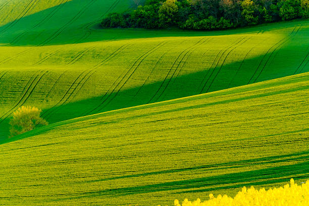 istock Green wavy hills in South Moravia 540506362