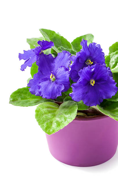 istock African Violet (Saintpaulia ionantha) close-up isolated on white background 540506524