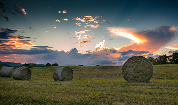 istock Freshly rolled hay on rolling hills at beautiful sunset 540507414