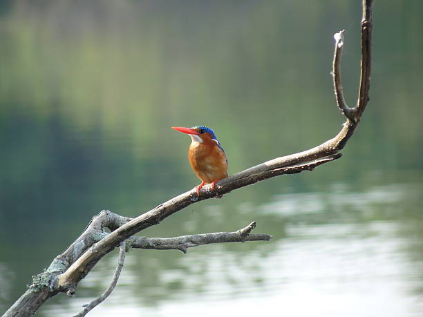 istock Small bird resting on a twig on The River Nile 540507772