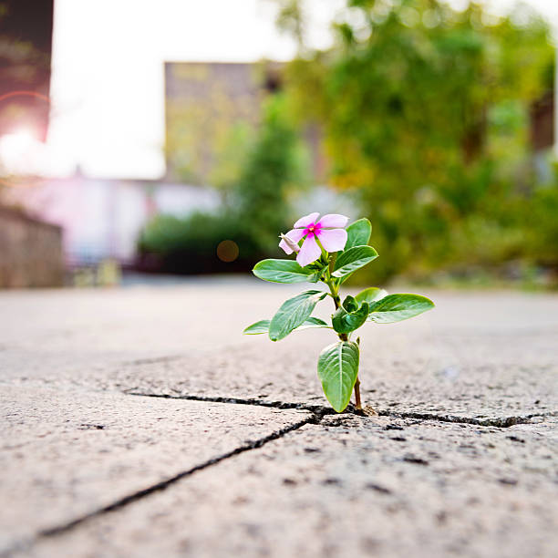 istock Wild flower growing through crack in the  tiled pavement 540508046
