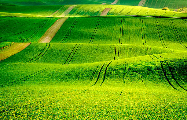 istock Green wavy hills in South Moravia 540509600
