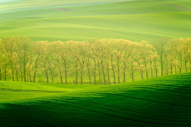 istock Green wavy hills in South Moravia 540510406