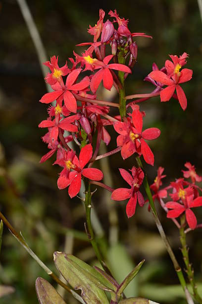 istock Red orchid flowers Epidendrum radicans 540510574
