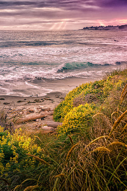 Coastal California Seascape of northern California mendocino photos stock pictures, royalty-free photos & images