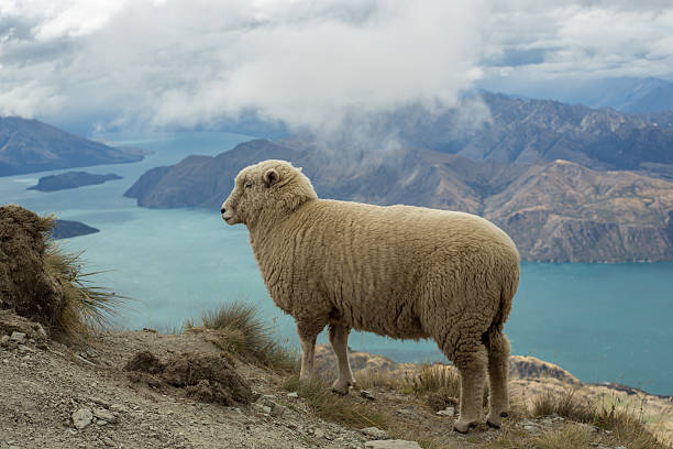 istock Old sheep stands on a mountain ridge above lake 540510732