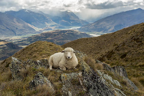 istock Lone sheep lies on mountain ridge 540510894