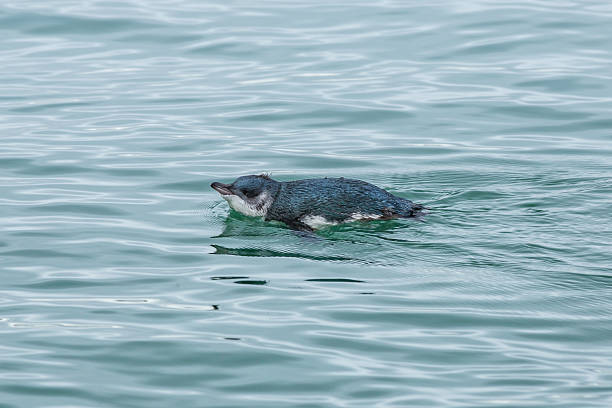 Blue penguin swimming in a cold sea Blue penguin endemic to New Zealand is the smallest penguin species. In present days, these birds are very rare and have the status of endangered species. Waitemata Harbor stock pictures, royalty-free photos & images