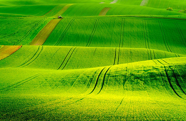 istock Green wavy hills in South Moravia 540510992