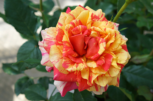 Close up of beautiful rose in the garden