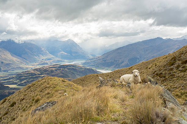 istock Distant sheep on New Zealand's landscape 540511868