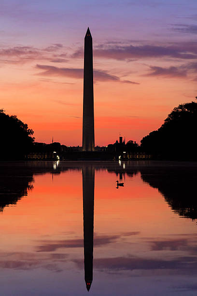 istock Duck swims sunrise calm morning reflecting pool, Washington Monument, DC 540512812