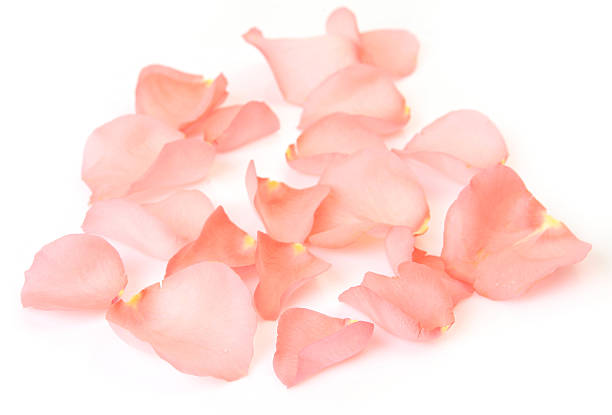 istock rose petals on the white background 540513568